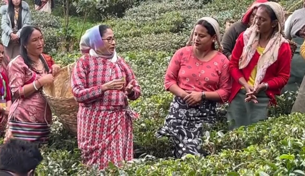 মমতা বন্দ্যোপাধ্যায় কার্সিয়ং-এ চা চাষীদের সাথে যোগ দিয়েছেন।